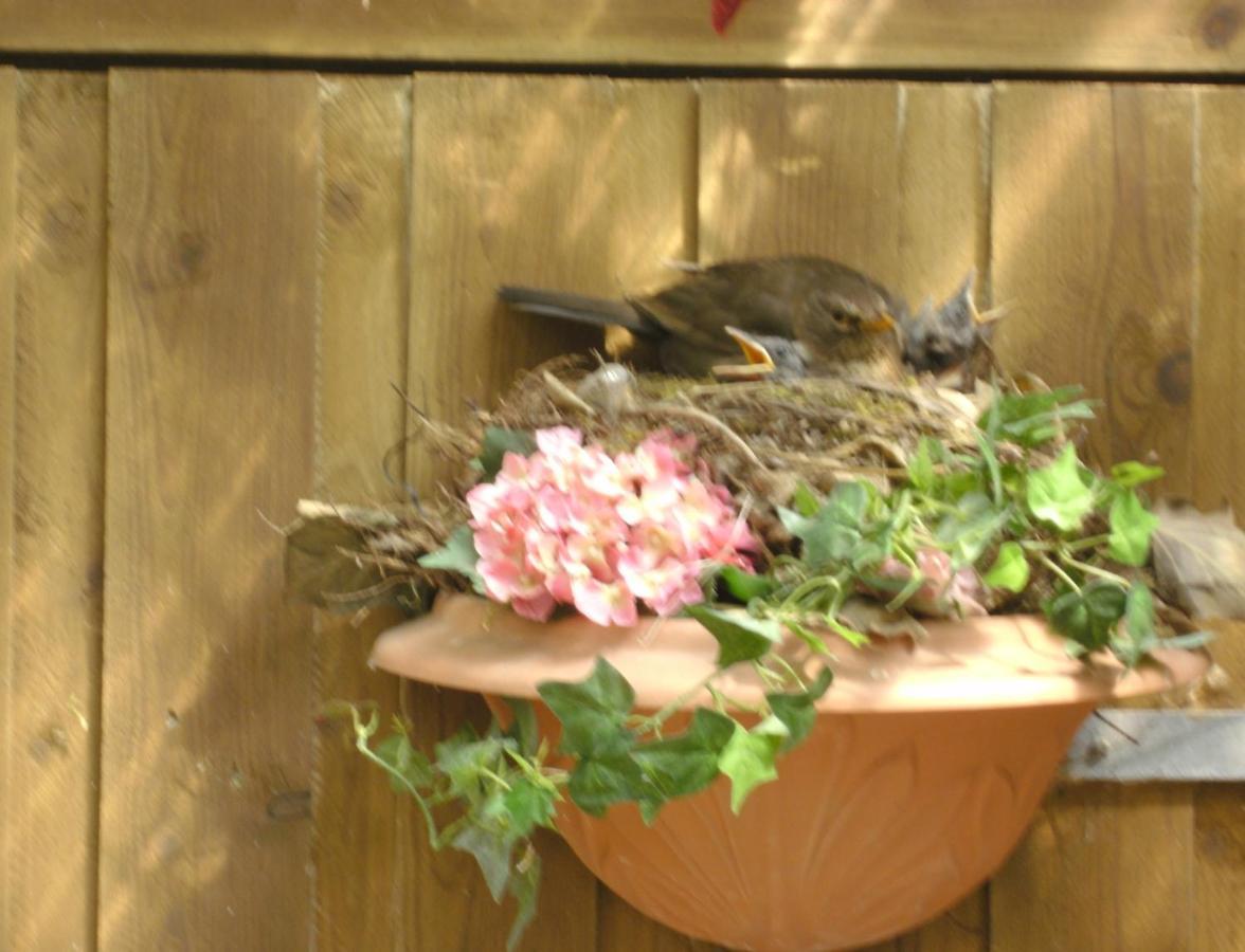 Haus Mit Lilie Und Rose Apartment Westerdeichstrich ภายนอก รูปภาพ